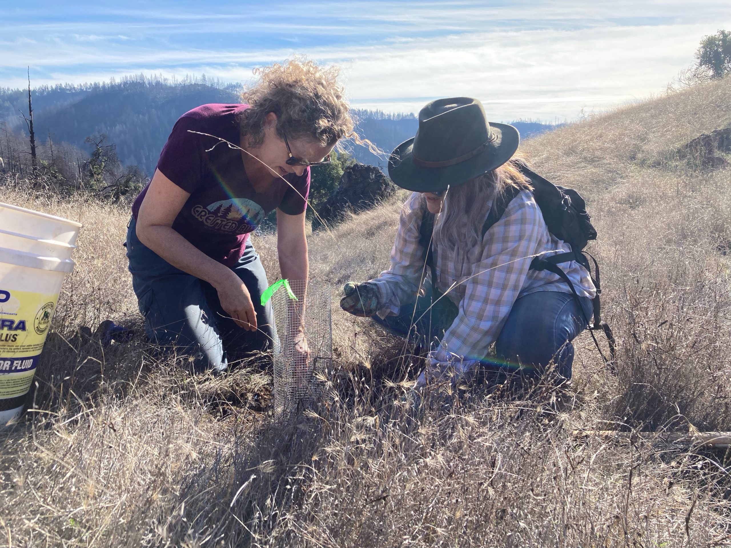 Sonoma County groups embrace return of the mighty acorn